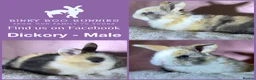 Mini Lop rabbits for sale: Mini Lop Babies - Reserve today for homes 25/03.  - Advert 2