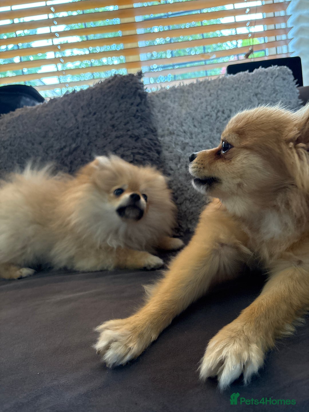 Pomeranian dogs for sale: 1 male, 1 female Pomeranian puppies 3 months old.  - Image 9