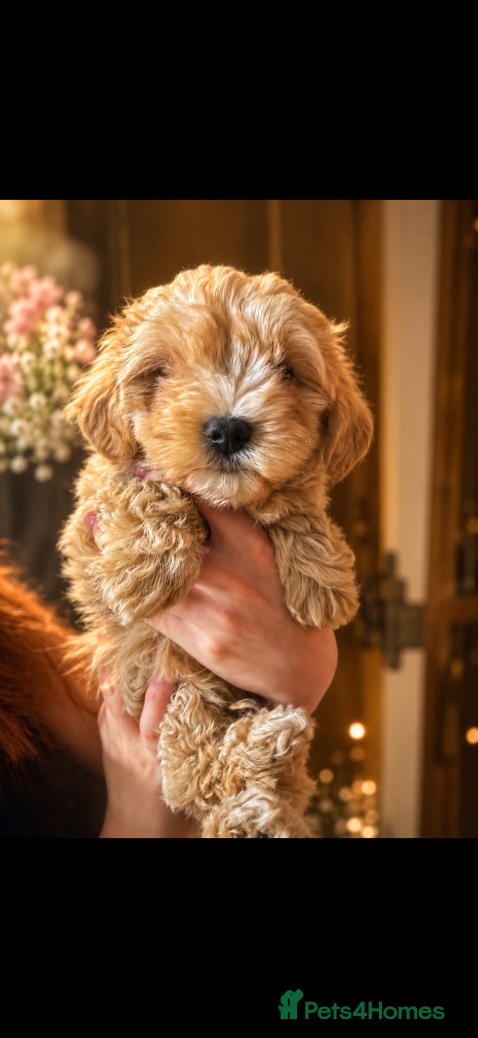 Maltipoo dogs Tiny Asian Korean maltipoo puppies RESDY NOW - Advert 7