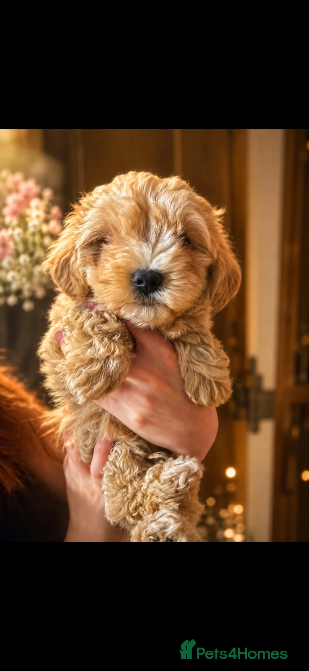 Maltipoo dogs for sale: Tiny Asian Korean maltipoo puppies RESDY NOW - Advert 1