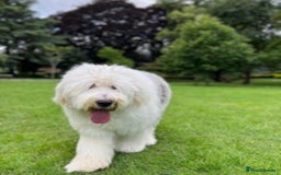 Old English Sheepdog dogs for stud: Stud KC Old English Sheepdog in Peterborough - Image 4