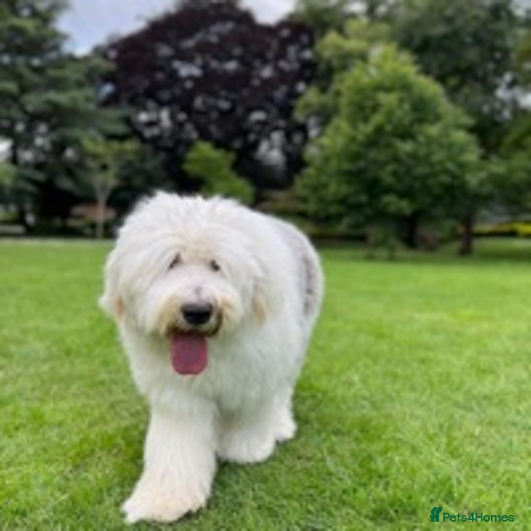 Old English Sheepdog dogs for stud: Stud KC Old English Sheepdog in Peterborough - Image 4