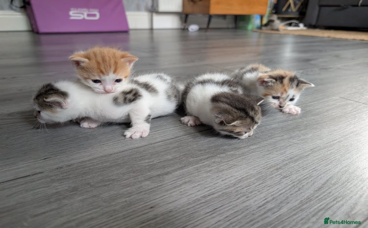 Siberian cats - Advert 1