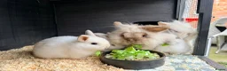 Mini Lion Lop rabbits for sale: Stunning Mini LionLops for Sale  - Advert 9