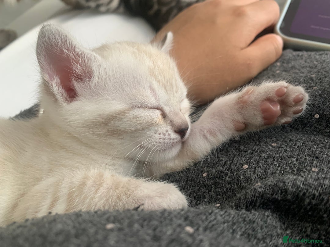 Bengal cats for sale: 🔥🏆Striking Rossetted Tica Pedigree Leapords🏆🔥 - Advert 12