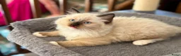 Ragdoll cats for sale: 🐾 Ragdoll Kittens 🐾 - Advert 20