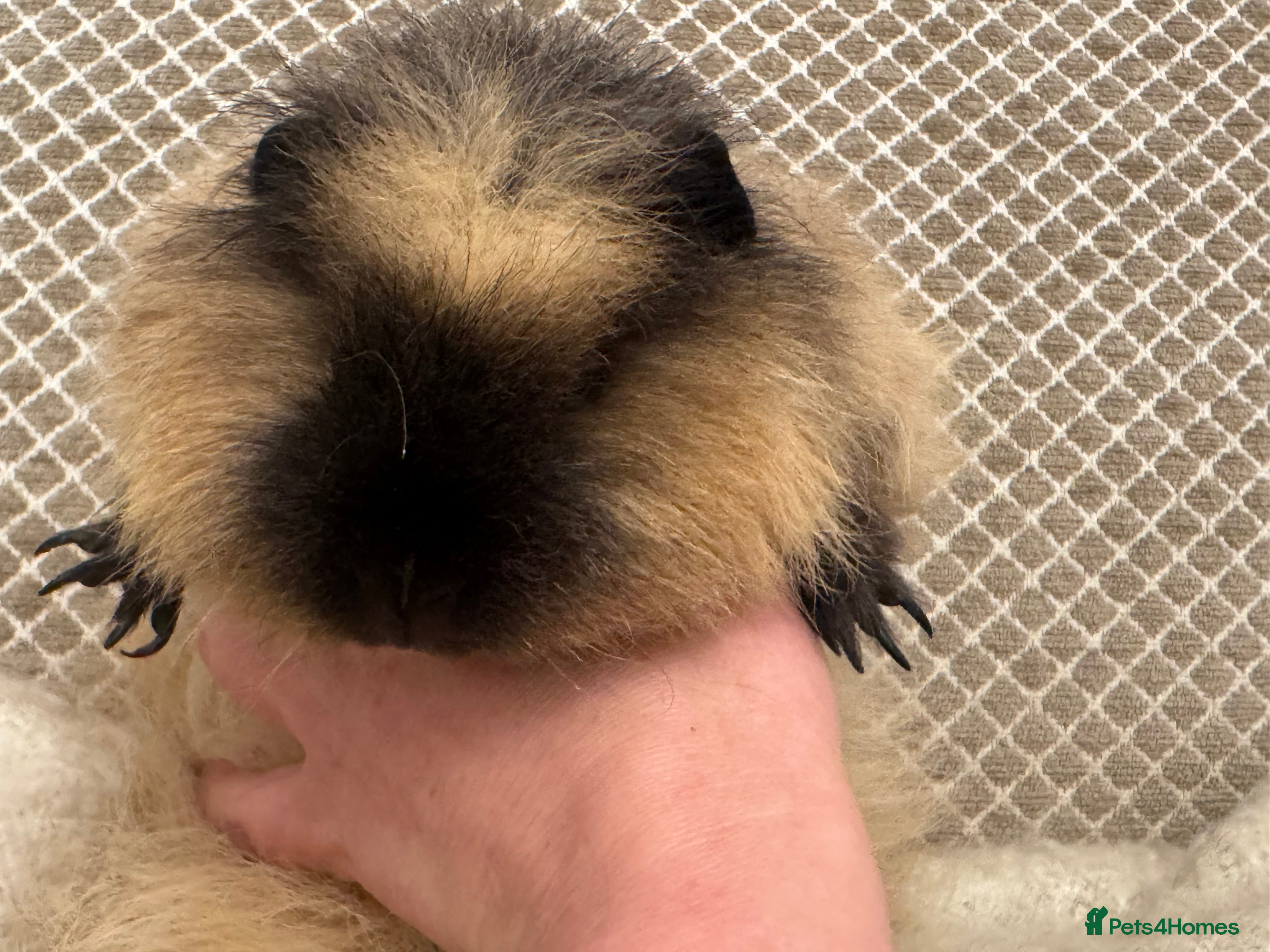 Guinea Pig rodents Various Swiss Guinea Pigs - Advert 6