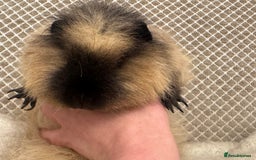 Guinea Pig rodents for sale: Various Swiss Guinea Pigs - Advert 1