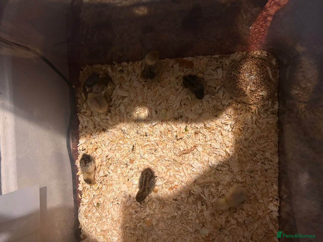 Mixed Breed birds for sale: 5 cute little button quail and 2 amazing Coturnix - Advert 1