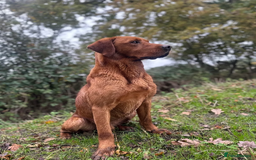 Labrador Retriever dogs for sale: Red Fox Labrador Puppies  - Image 8