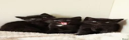 Mixed Breed cats for sale: 🖤 Gorgeous Fluffy Black Kittens–4 Boys & 2 Girls - Advert 1