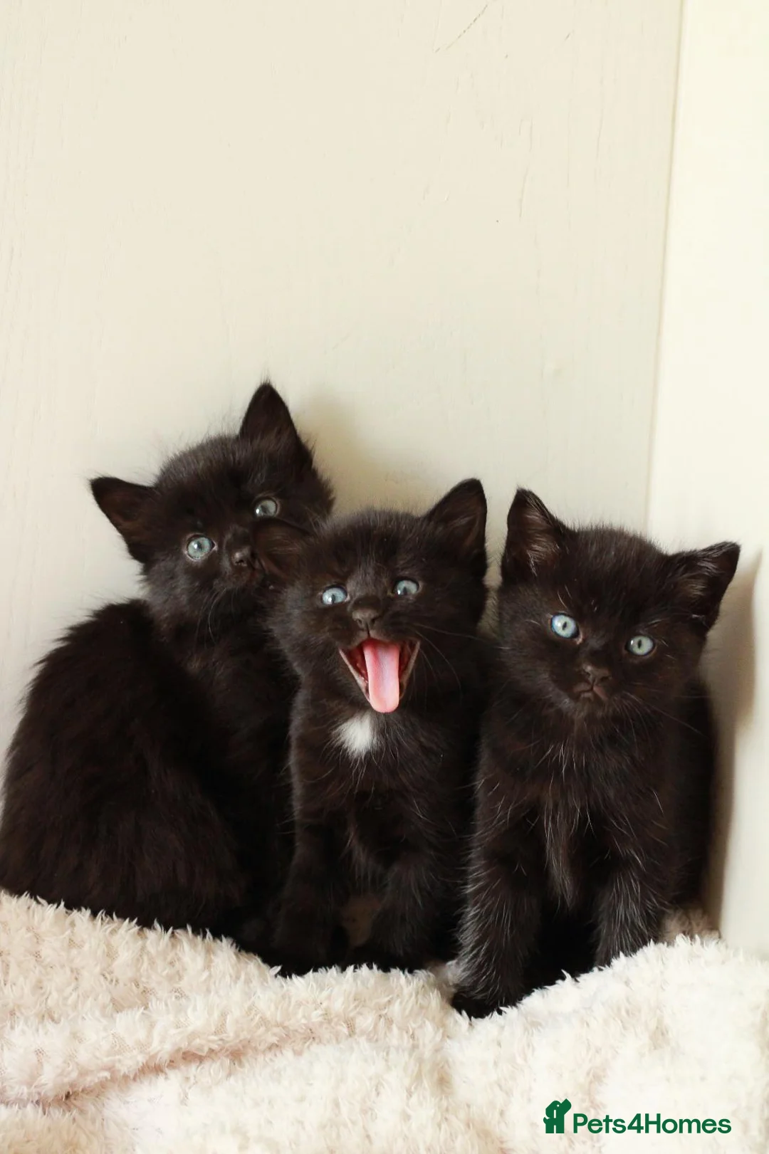 Mixed Breed cats for sale: 🖤 Gorgeous Fluffy Black Kittens–4 Boys & 2 Girls - Advert 1