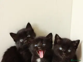 Mixed Breed cats 🖤 Gorgeous Fluffy Black Kittens–4 Boys & 2 Girls - Advert 1