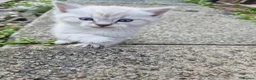 Mixed Breed cats for sale: Beautiful Kittens Ready for Their New Homes - Advert 17