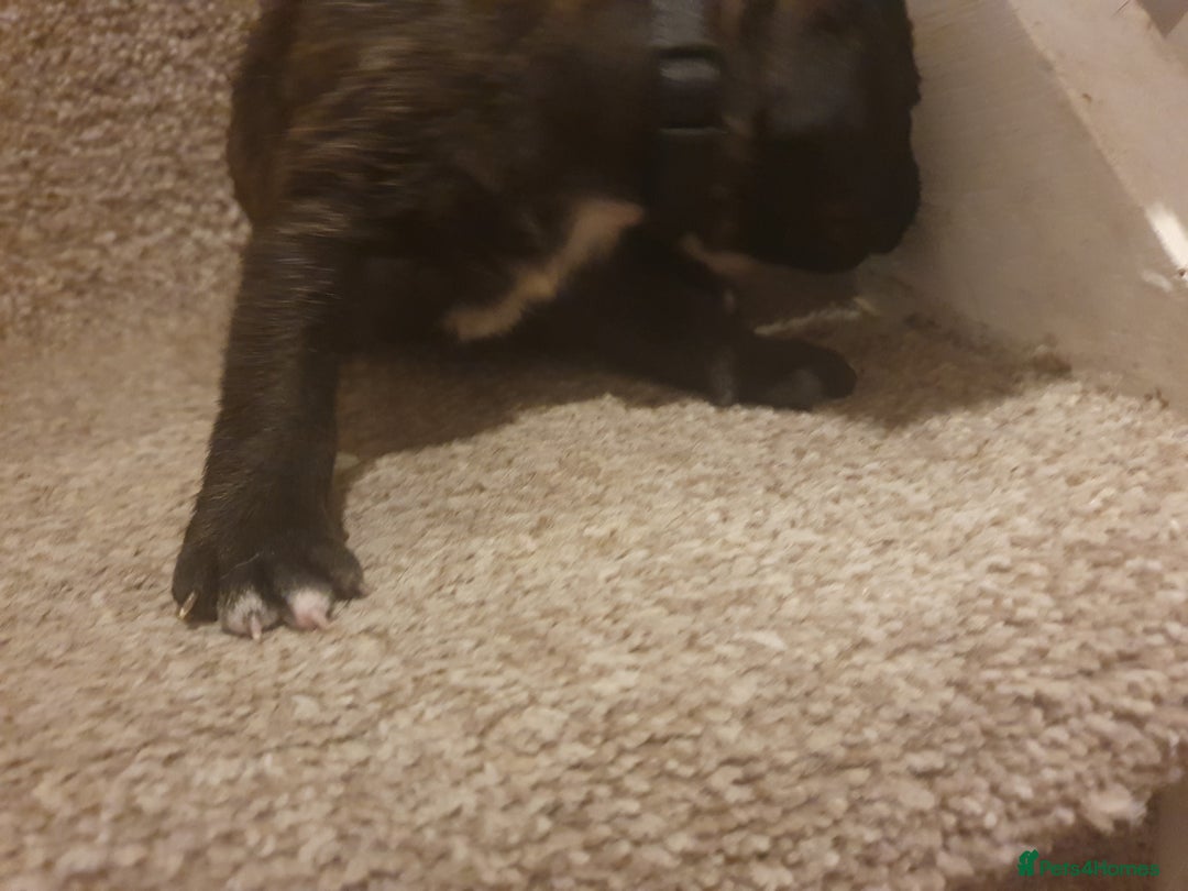 Staffordshire Bull Terrier dogs for sale: Staffordshire Bull Terrior Pups - 9 in total. - Image 24