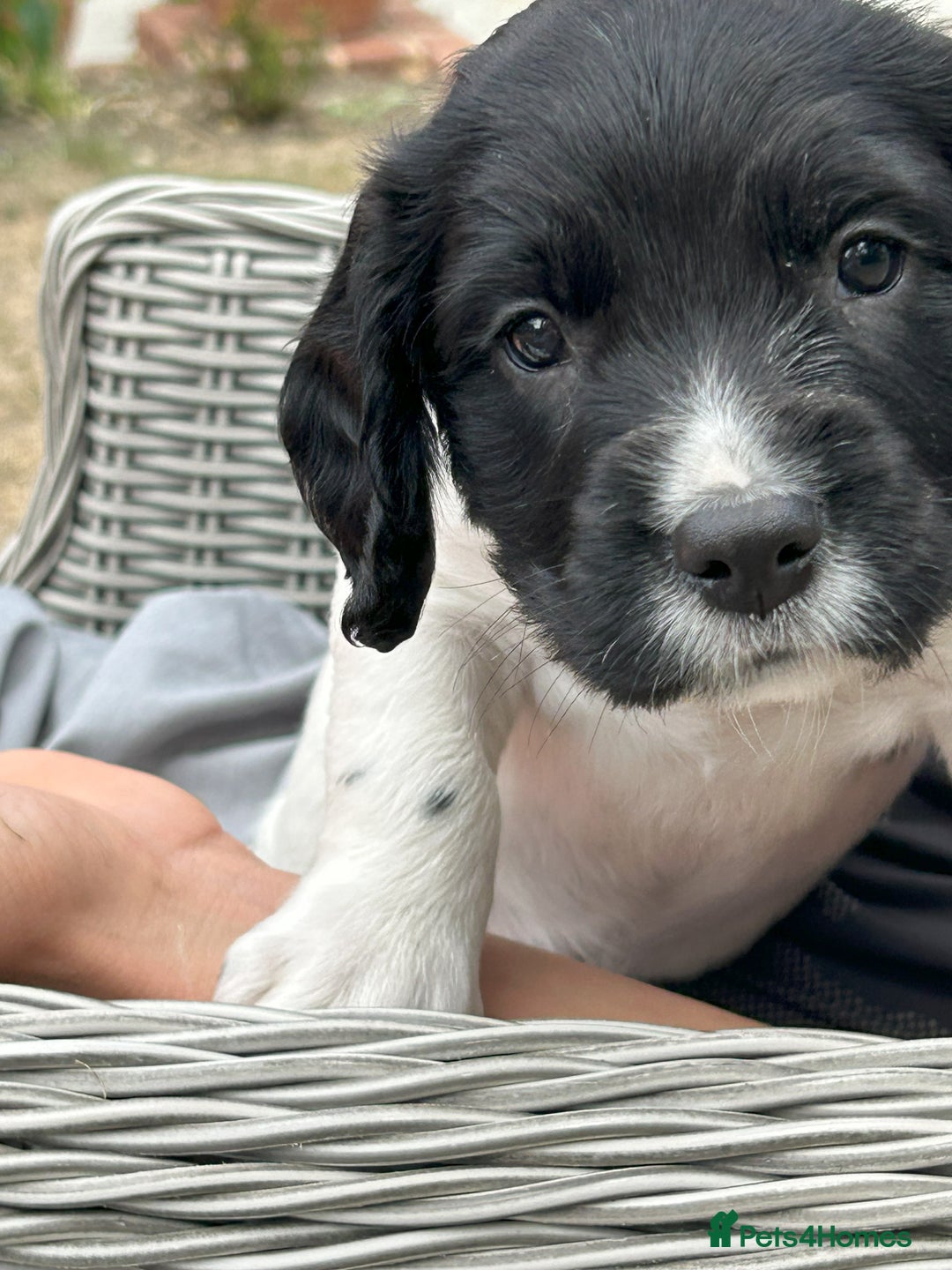 English Springer Spaniel dogs for sale: KC Reg English Springer Spaniel puppies - Image 5
