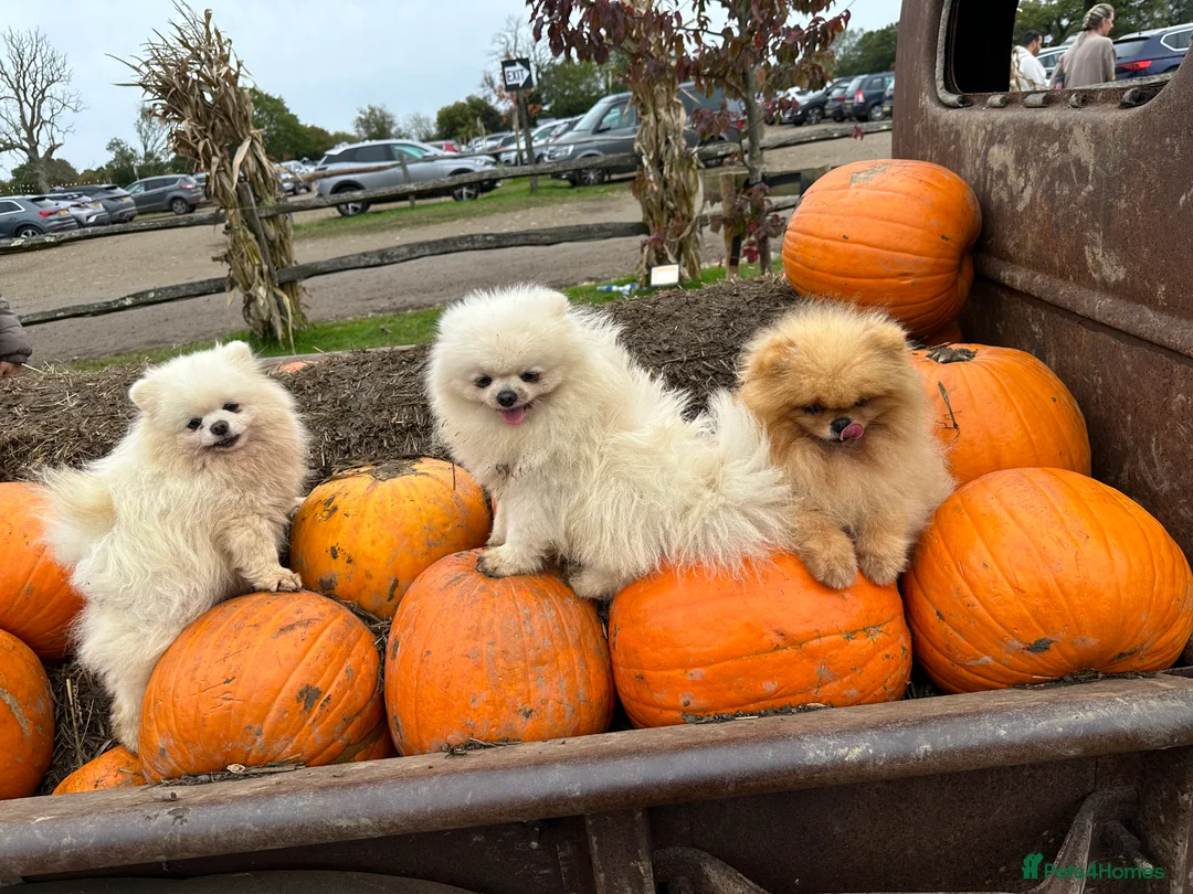 Pomeranian dogs for stud: Kc pure white 1.2 kg Pomeranian stud in Reigate - Advert 17