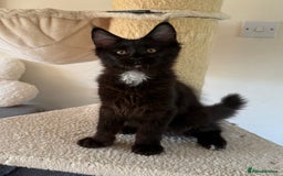 Maine Coon cats for sale: Pedigree ”TICA” kittens  - Image 3