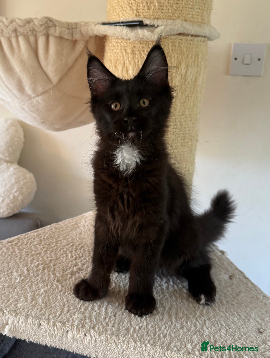 Maine Coon cats for sale: Pedigree ”TICA” kittens  - Image 3