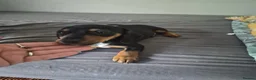 Dachshund dogs for sale: One little boy left out of litter of 7.  - Advert 3
