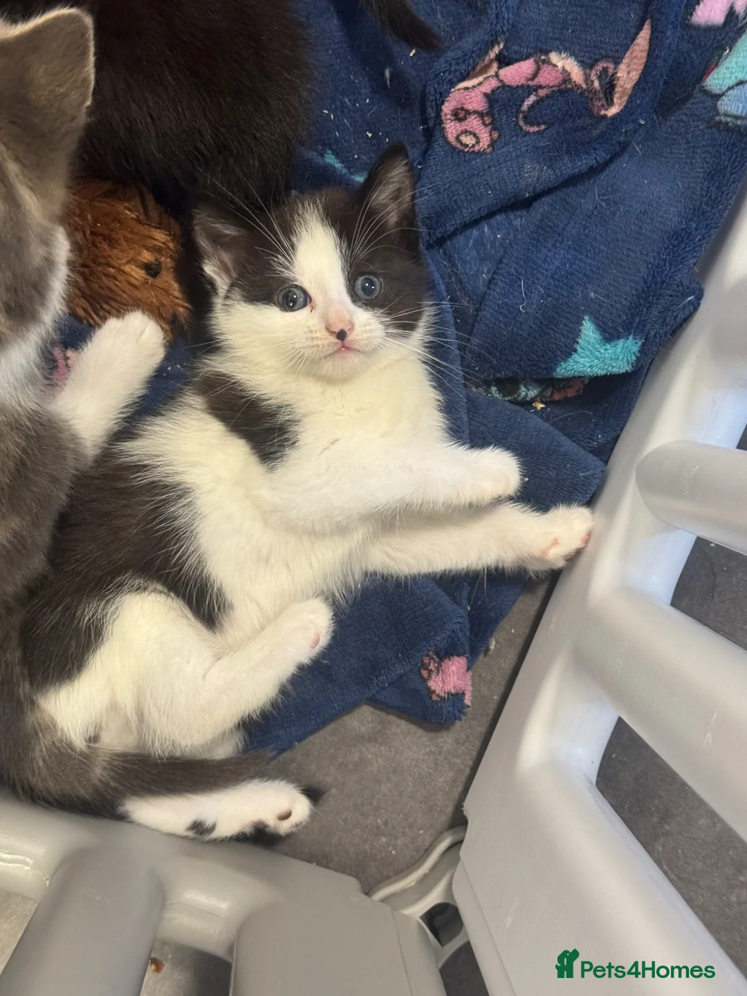 Mixed Breed cats for sale: 3 kittens ready in 2 weeks in Newhaven - Advert 4