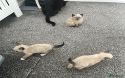 Ragdoll cats for sale: Ragdoll cross kittens £250 each  - Image 8