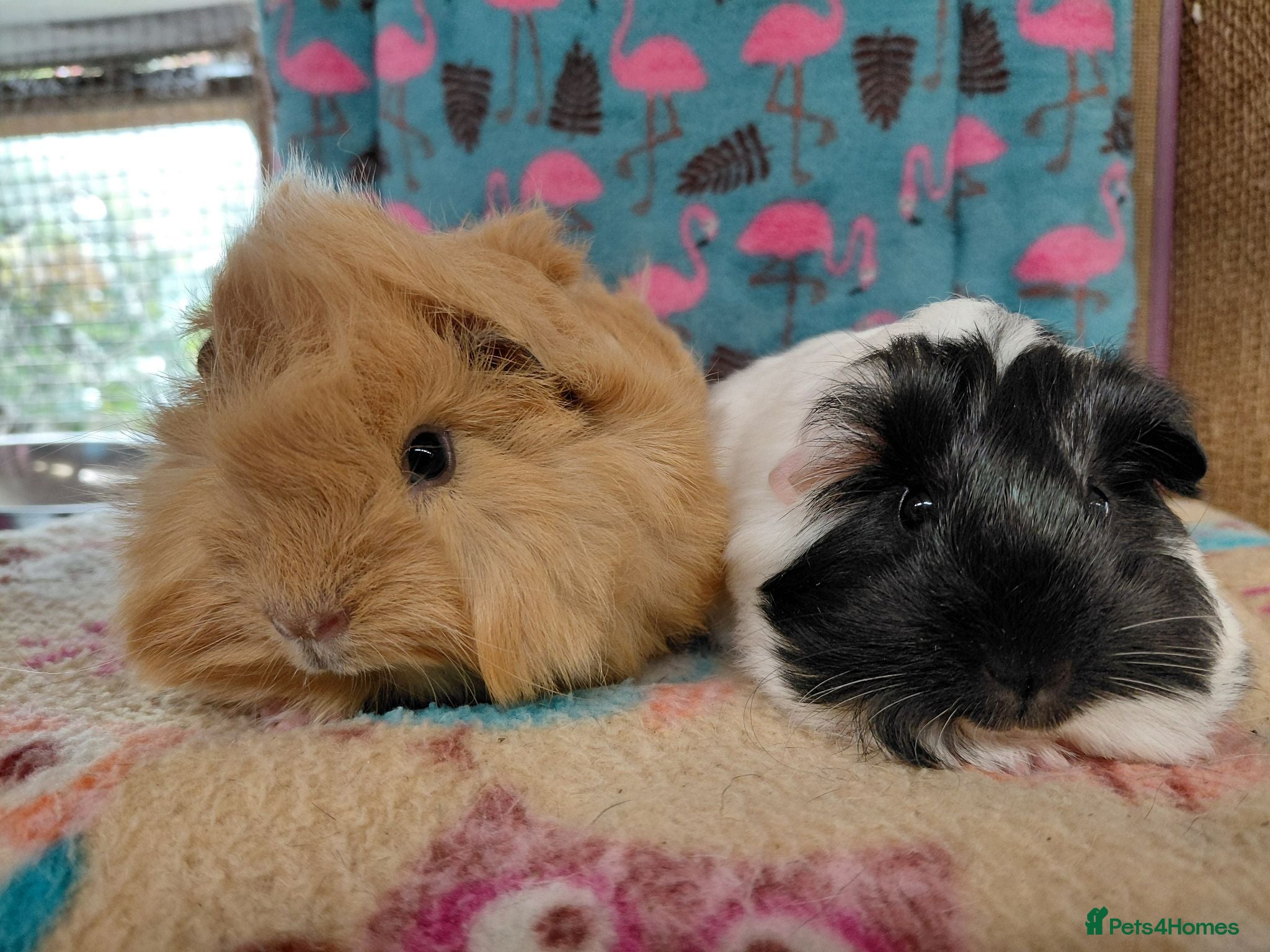 Guinea Pig rodents Baby Boars In Different Breeds  - Advert 20