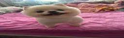 Pomeranian dogs for stud: Stud available  in Liverpool - Advert 1