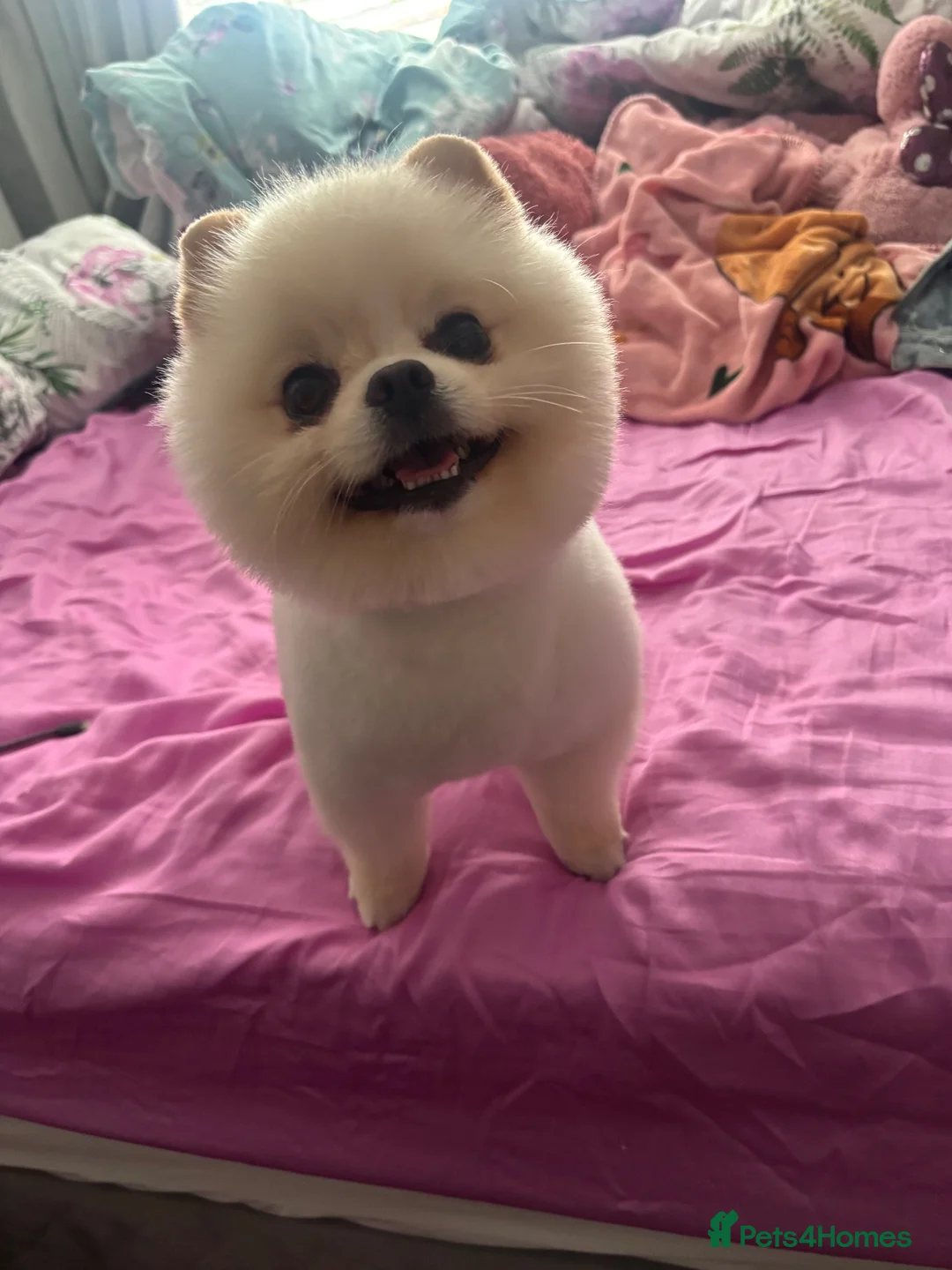 Pomeranian dogs for stud: Stud available  in Liverpool - Advert 1
