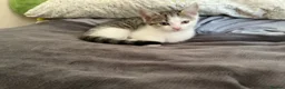 Mixed Breed cats for sale: 4 adorable kittens, looking for their new homes in Bedford - Advert 3