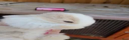 Chickens poultry for sale: Mini lop baby's  - Advert 7