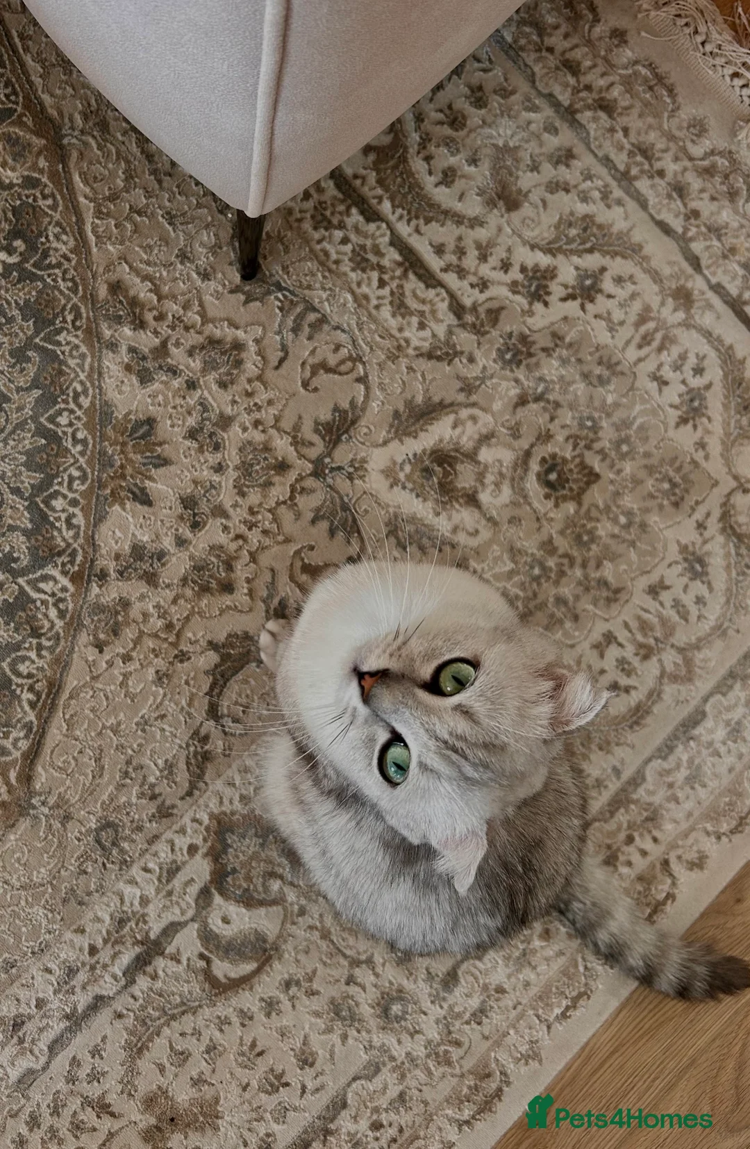 Scottish Fold cats for sale: Scottish Fold Short Hair - Advert 4