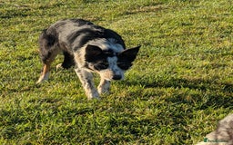 Border Collie dogs for sale: Abi isds reg - Image 1