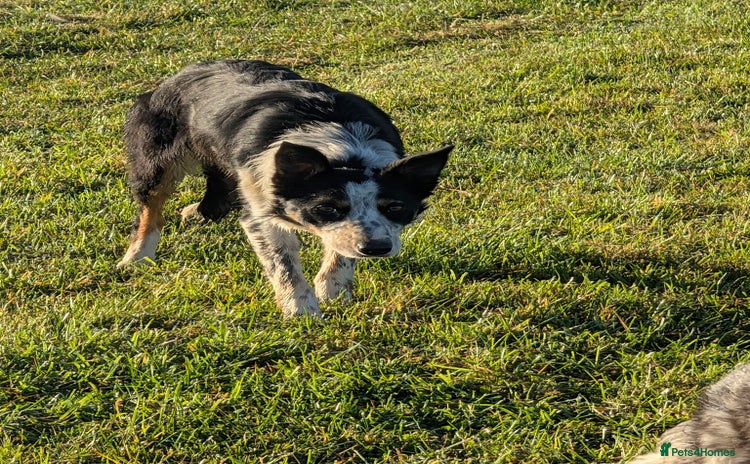 Border Collie dogs - Advert 8