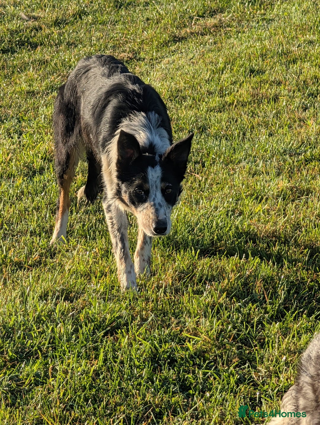 Border Collie dogs for sale: Abi isds reg - Image 1