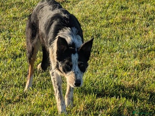 Border Collie dogs - Advert 8