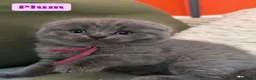 British Shorthair cats for sale: Beautiful Blue & Lilac British Shorthair Kittens - Advert 19