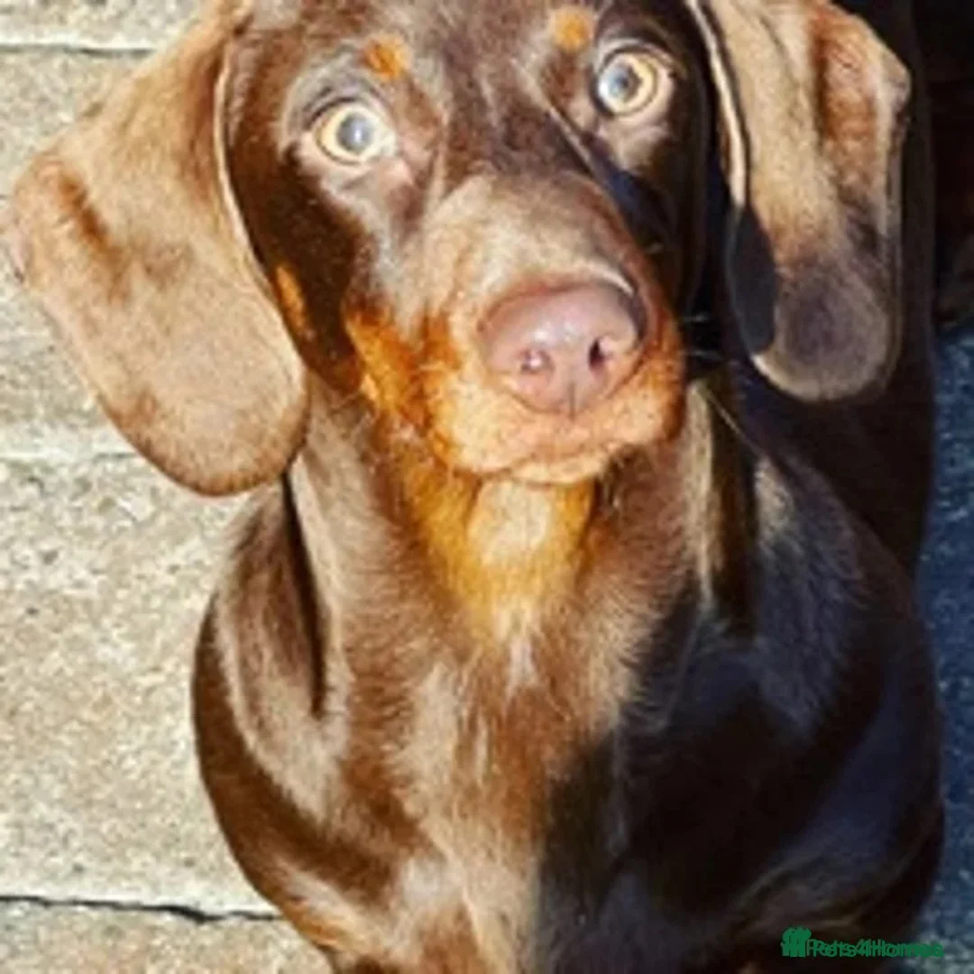 Miniature Dachshund dogs for sale: Dachshund looking for new home  - Advert 2