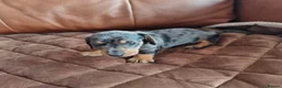 Miniature Dachshund dogs for sale: Miniature Dachshund Puppies - Advert 6