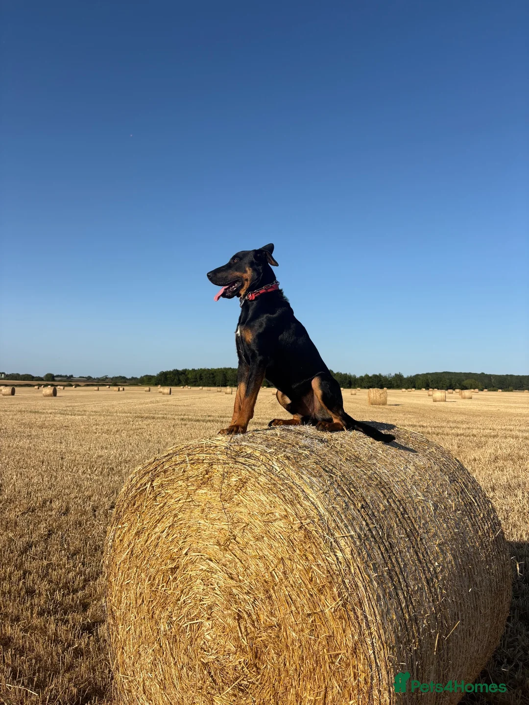 Huntaway dogs for stud: Huntaway for stud. - Advert 1