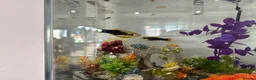 Platies fish for sale: 2 x Platy in Bristol - Advert 4