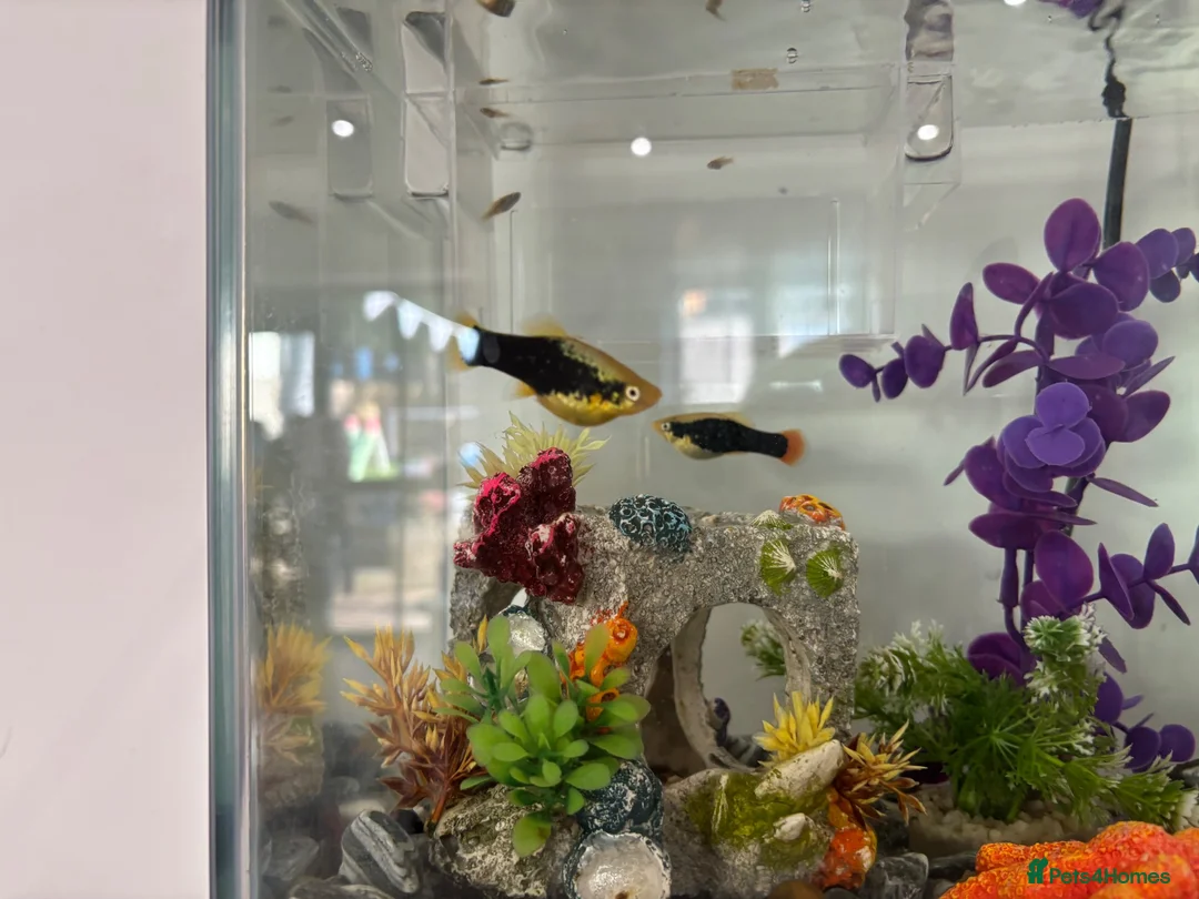 Platies fish for sale: 2 x Platy in Bristol - Advert 4
