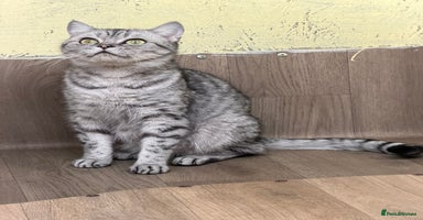 British Shorthair cats - Advert 3