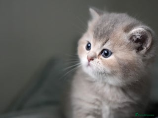 Scottish Fold cats Scottish fold - Advert 12