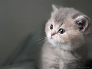 Scottish Fold cats Scottish fold - Advert 3