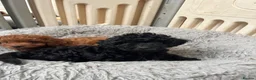 Cavapoo dogs for sale: Merlesque F1 10 week old trained puppies - Advert 10