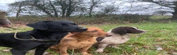 Labrador Retriever dogs for stud: Health Tested Working Labrador Retriever For Stud in Burton-on-Trent - Advert 4