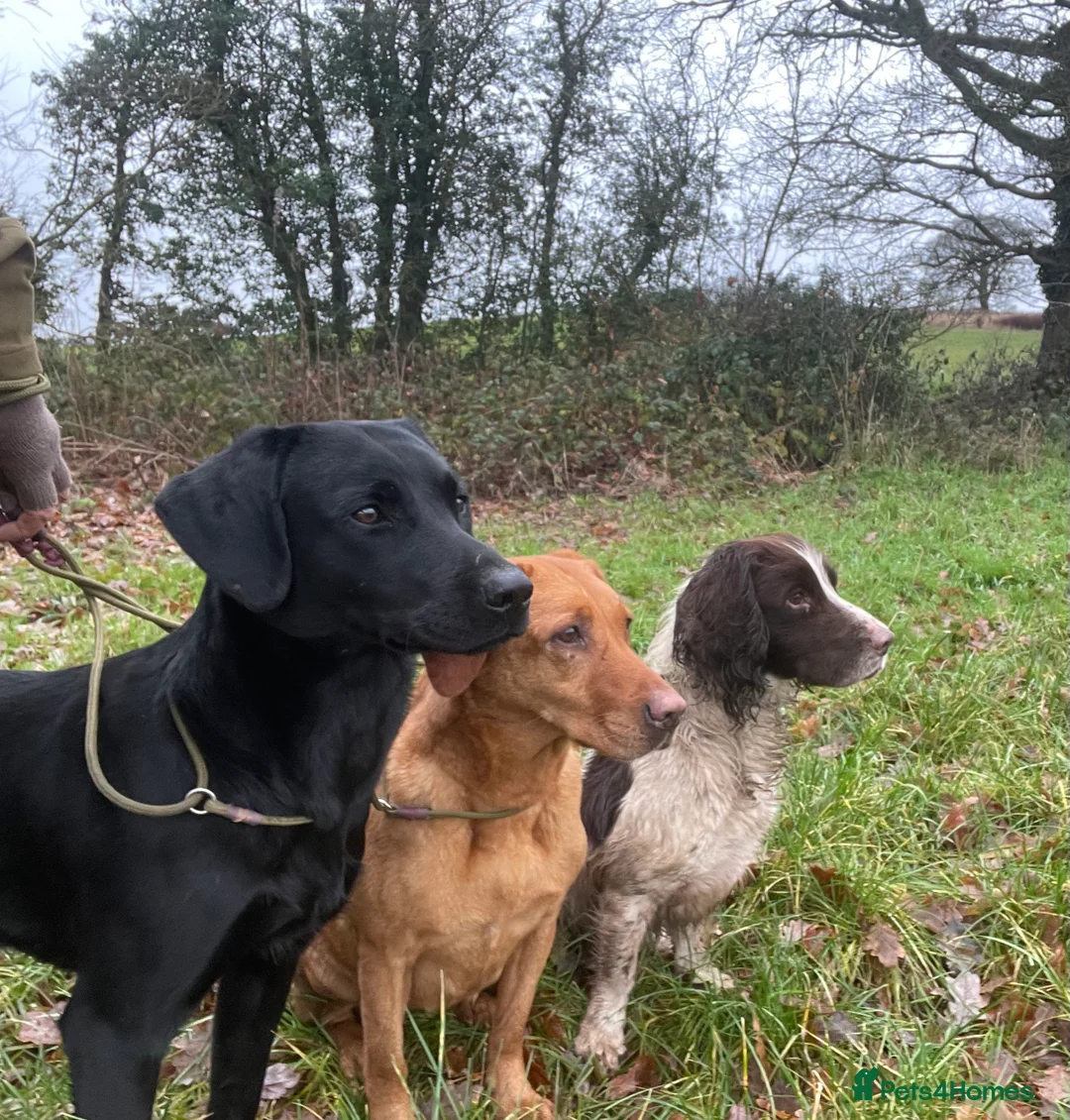 Labrador Retriever dogs for stud: Health Tested Working Labrador Retriever For Stud in Burton-on-Trent - Advert 4