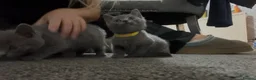 British Shorthair cats for sale: British short hair kittens - Advert 4