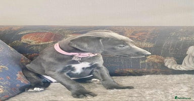 Mixed Breed dogs Beautiful Saluki x Whippet puppies - Advert 2